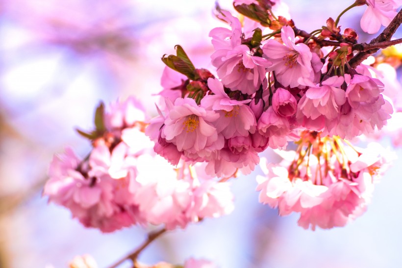 美丽绽放的樱花图片(10张)