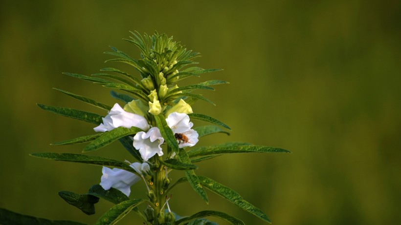 白色的芝麻花图片(13张)