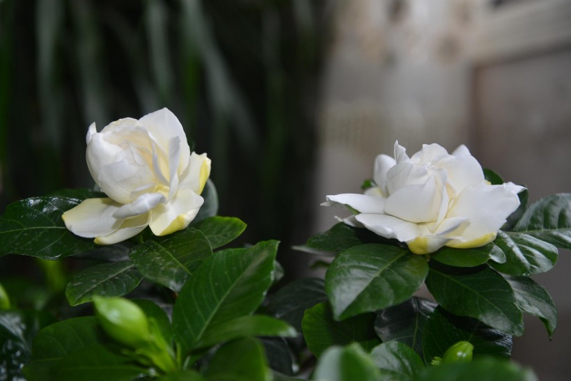 淡雅的栀子花图片(29张)