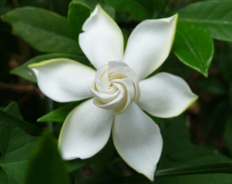 淡雅的栀子花图片(29张)