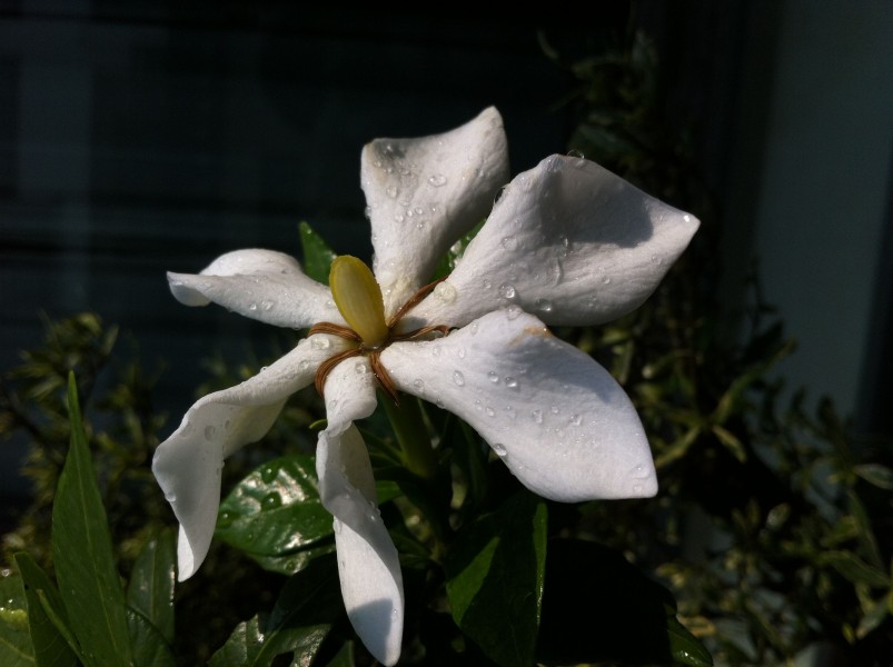 淡雅的栀子花图片(29张)