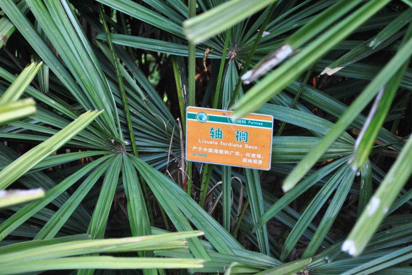轴榈植物图片(2张)