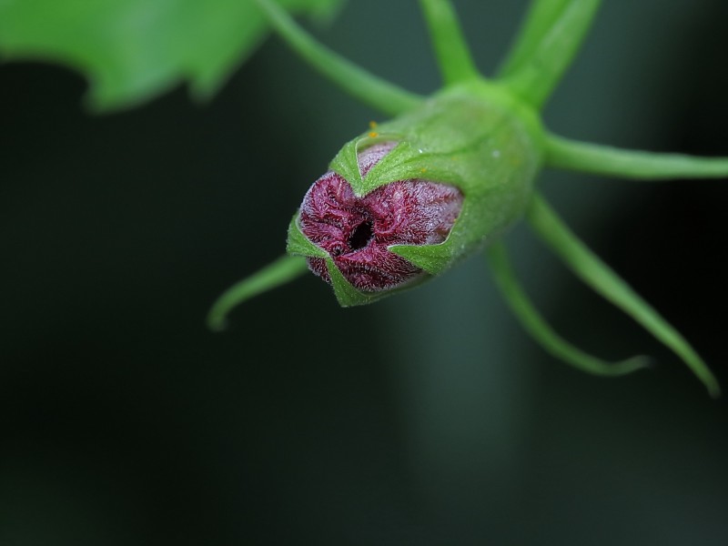 朱槿花蕊图片(11张)