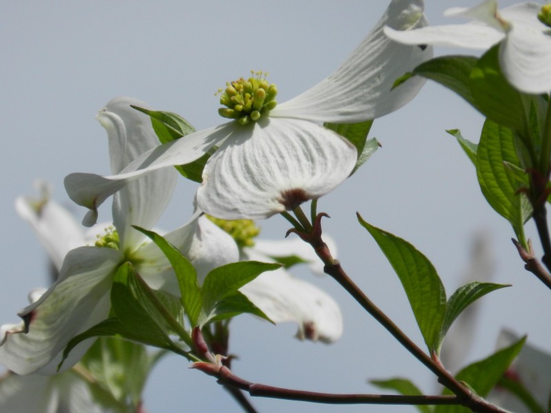 白色茱萸图片(12张)