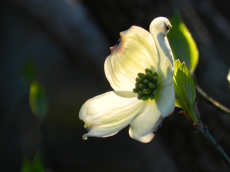 白色茱萸图片(12张)