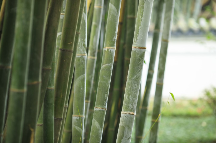 翠绿挺拔的竹子图片(14张)