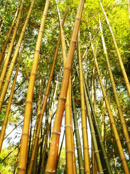 挺拔的竹子图片(10张)