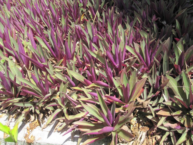 紫背万年青植物图片(5张)