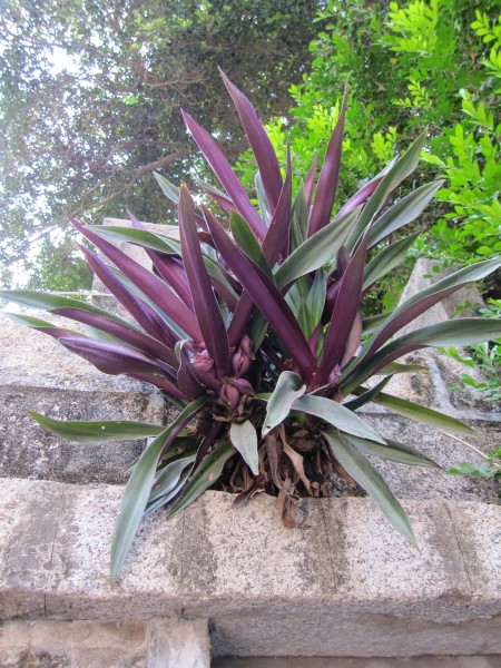 紫背万年青植物图片(5张)