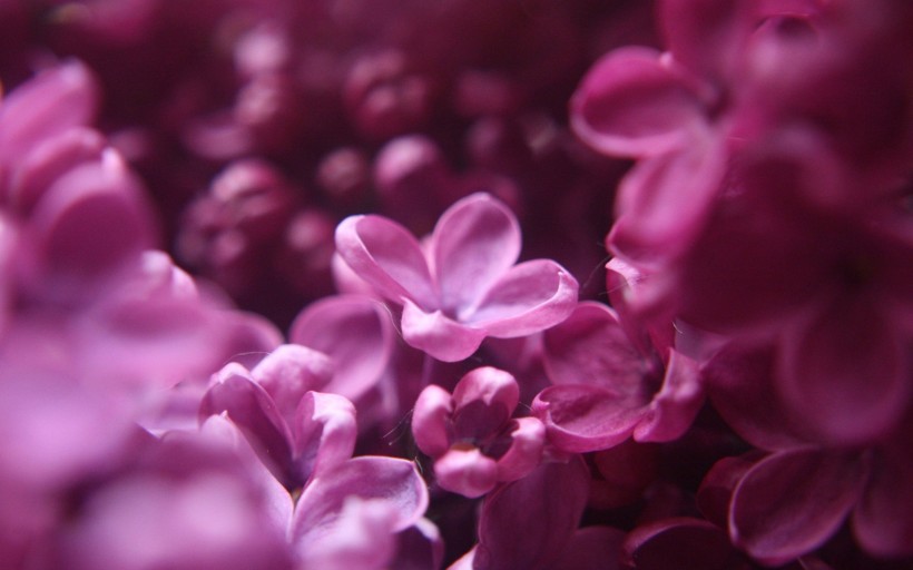 娇媚的紫丁香图片(23张)