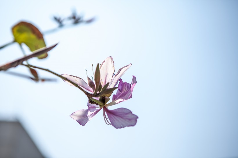 光影紫荆花图片(5张)