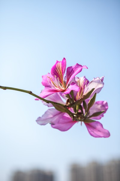黄色紫荆花图片(9张)