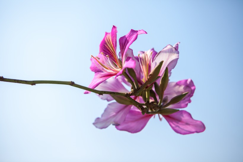 好看的紫荆花图片(8张)