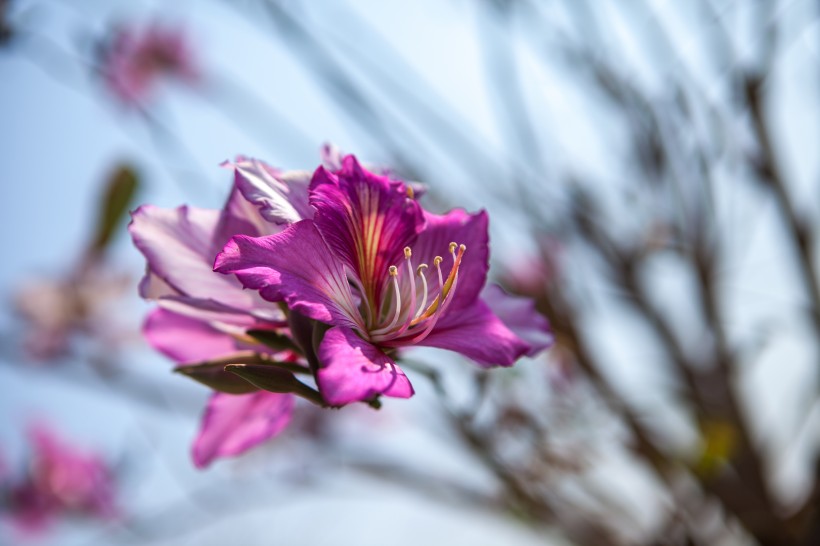唯美白色紫荆花图片(16张)