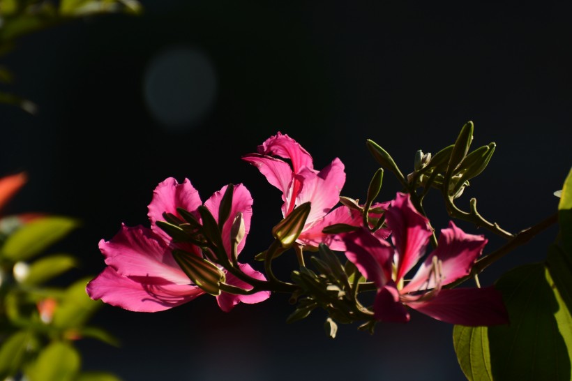 婀娜的紫荆花图片(10张)