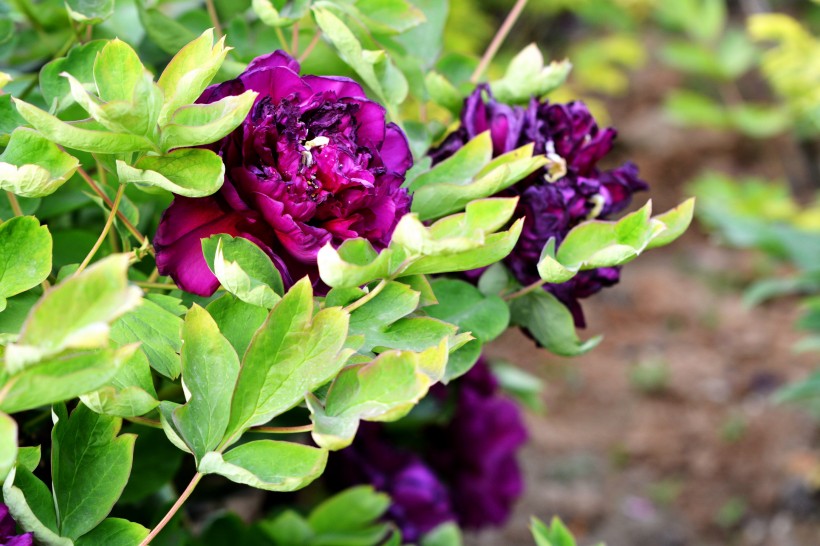 紫牡丹花图片(8张)