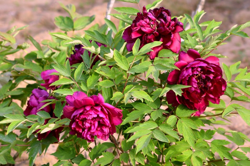 紫牡丹花图片(8张)