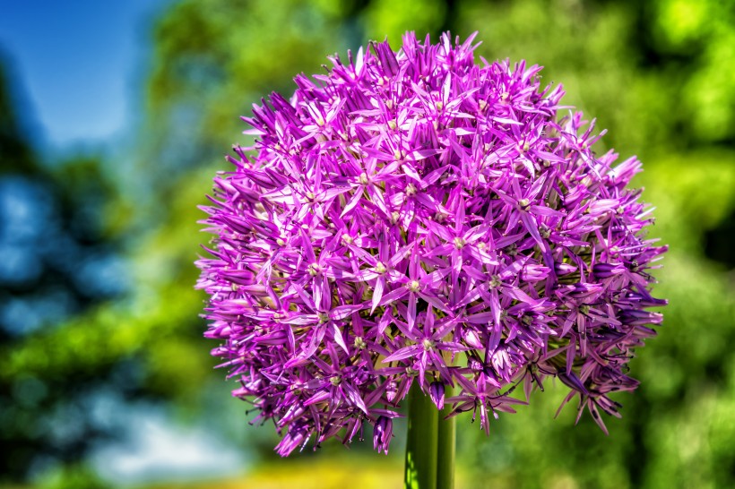 美丽的紫色葱花图片(15张)