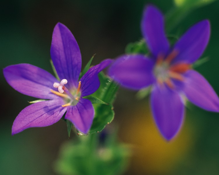 迷人的紫色野花图片(19张)