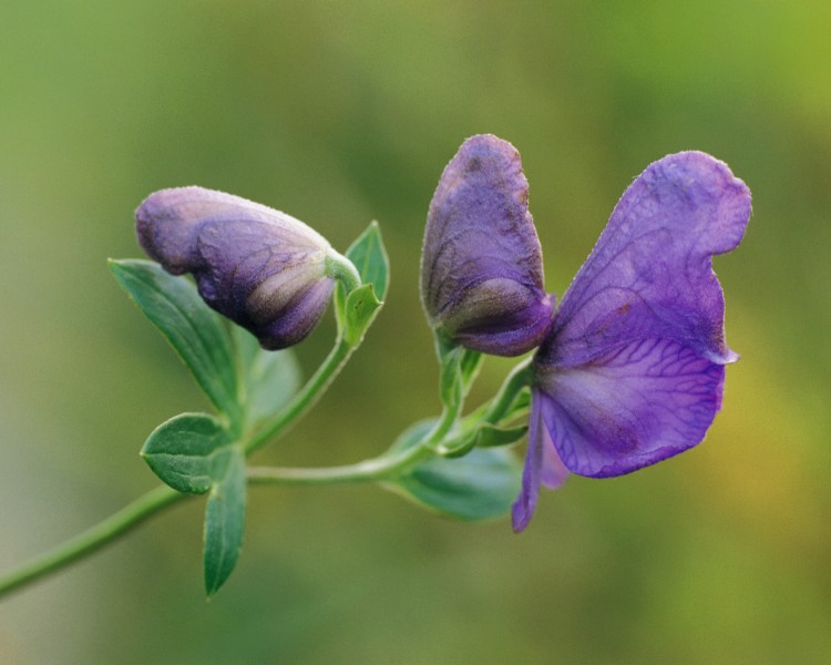 迷人的紫色野花图片(19张)