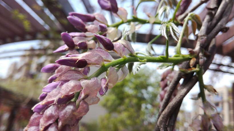 紫色的观赏植物图片(10张)
