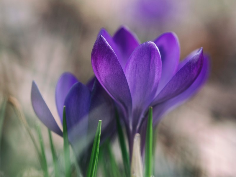 紫色的花朵图片(10张)