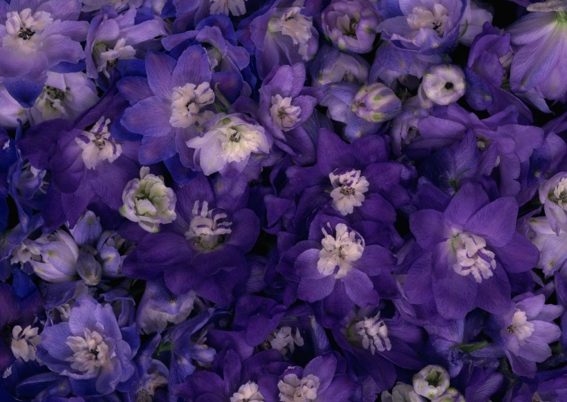 紫色花朵花瓣背景图片(7张)