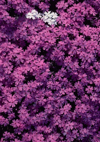 紫色花朵花瓣背景图片(7张)