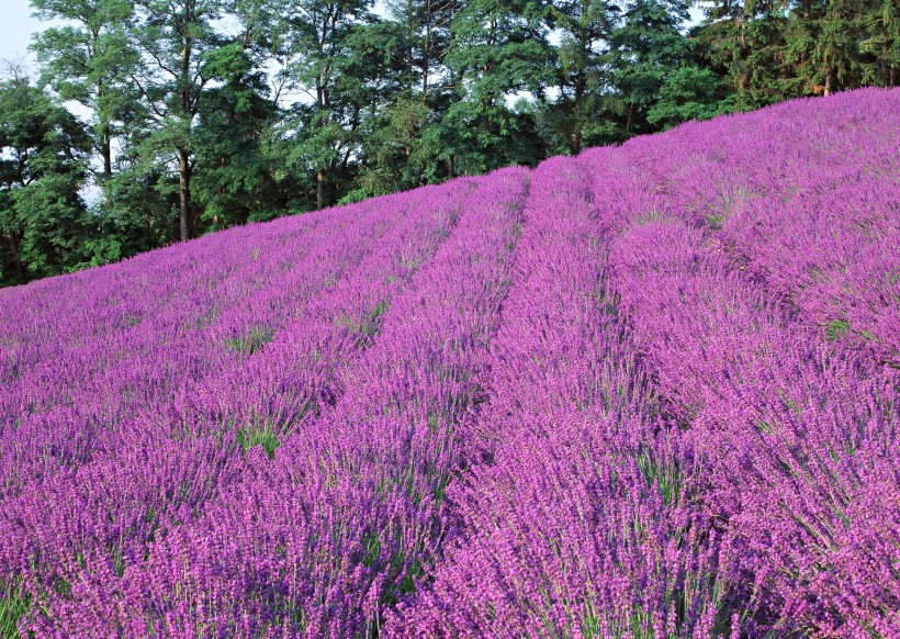 紫色花海图片(13张)