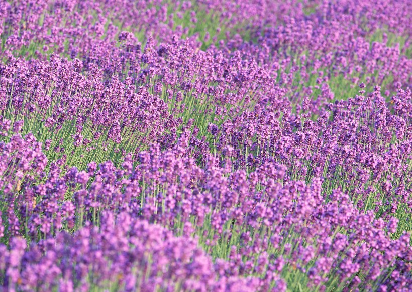 紫色花海图片(13张)