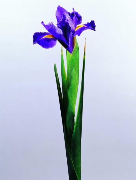 紫色蝴蝶兰图片(4张)