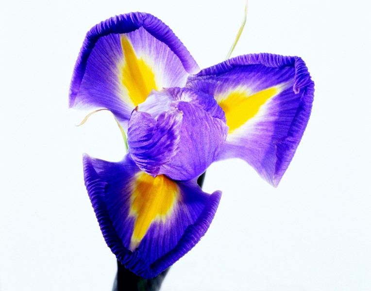 紫色蝴蝶兰图片(4张)