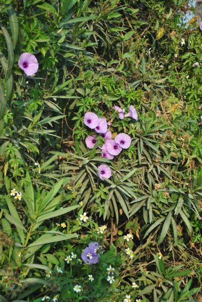 紫色牵牛花图片(3张)