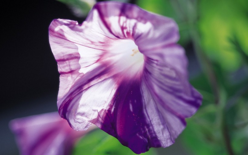 紫色鲜花图片(20张)