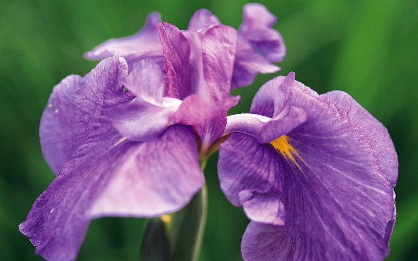 紫色鲜花图片(20张)