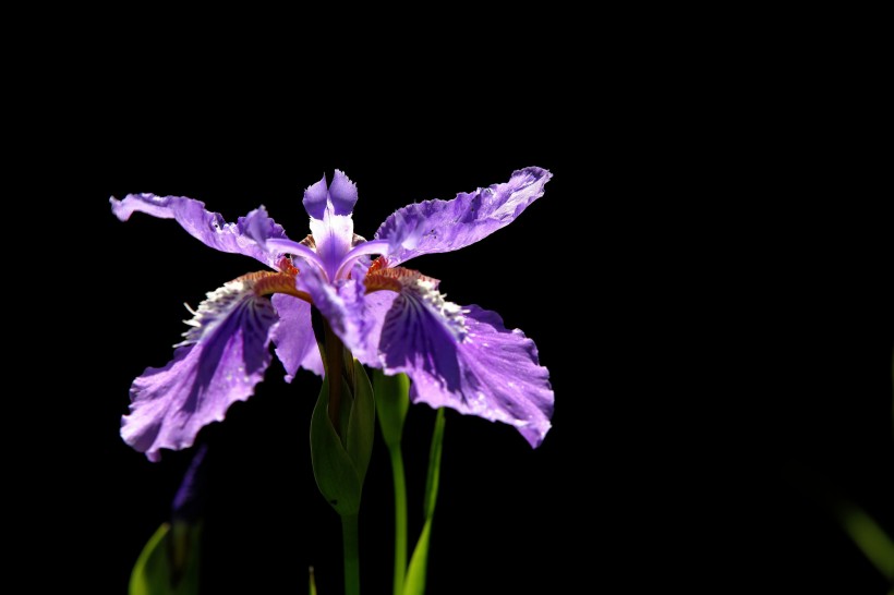 紫色鸢尾花图片(11张)