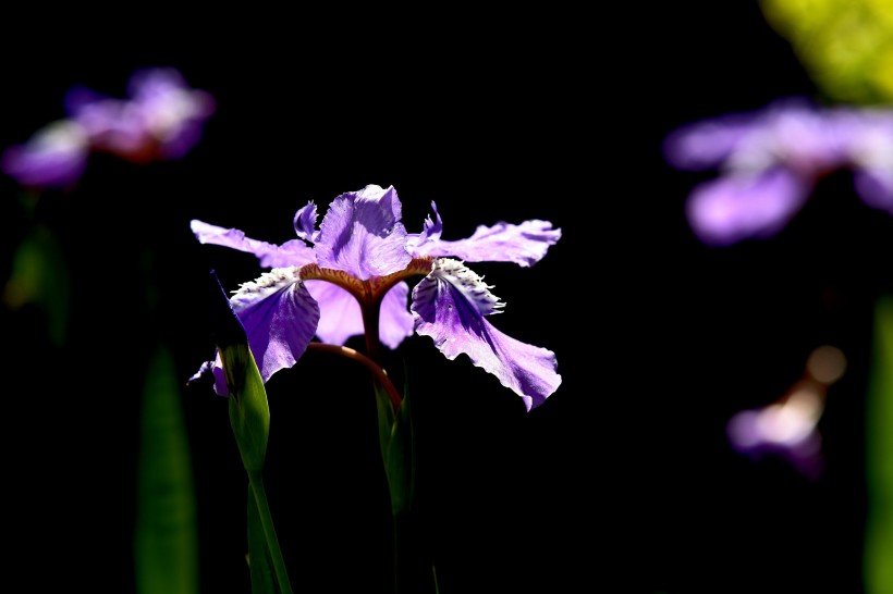 紫色鸢尾花图片(9张)