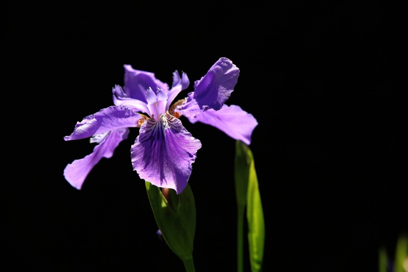 紫色鸢尾花图片(9张)