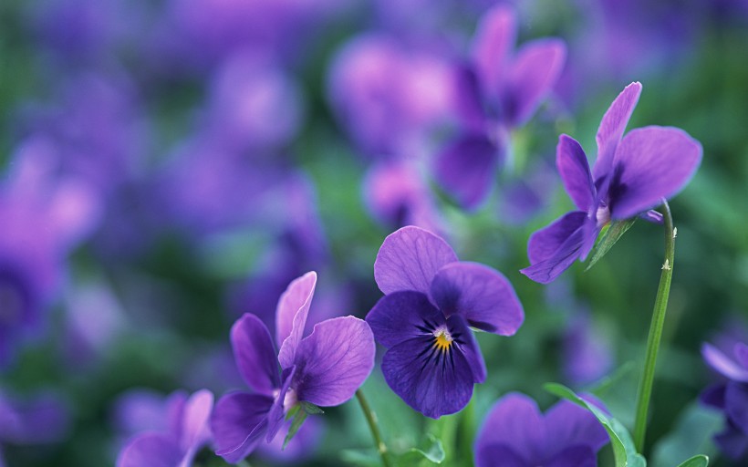 紫色植物图片(20张)