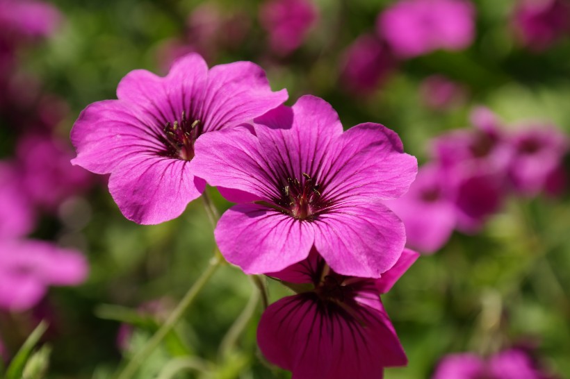紫色的花朵图片(10张)