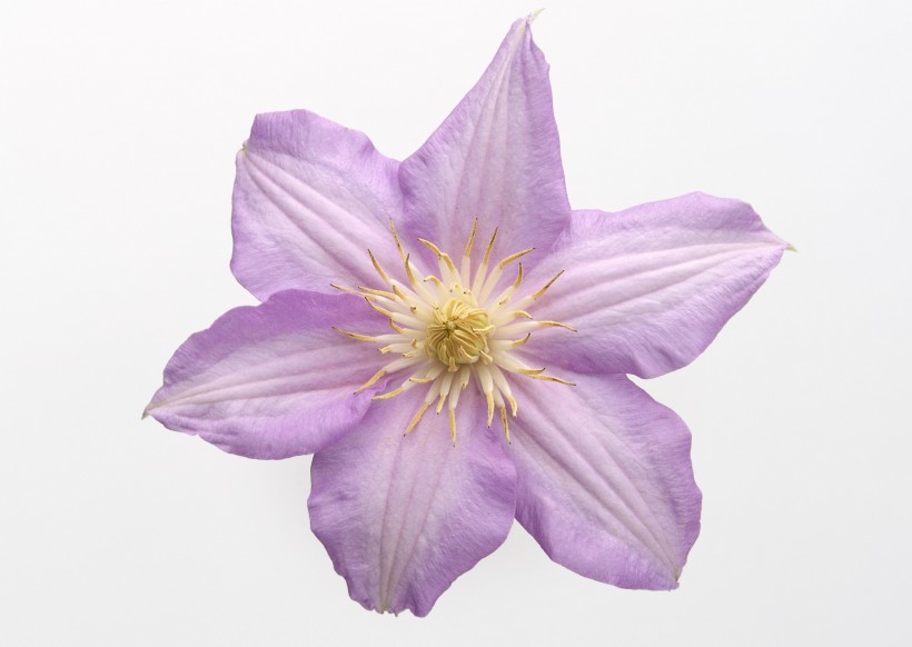 紫色花朵图片(14张)