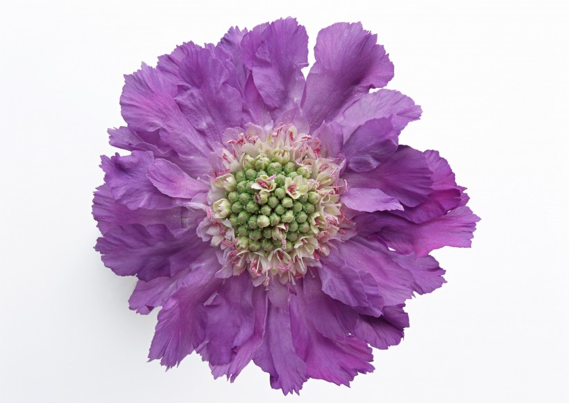紫色花朵图片(14张)