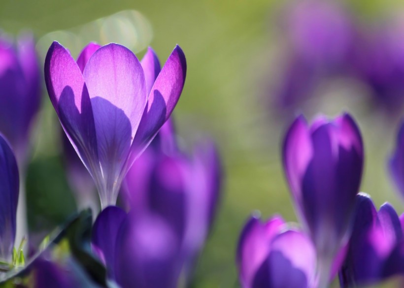紫色美丽的番红花图片(11张)