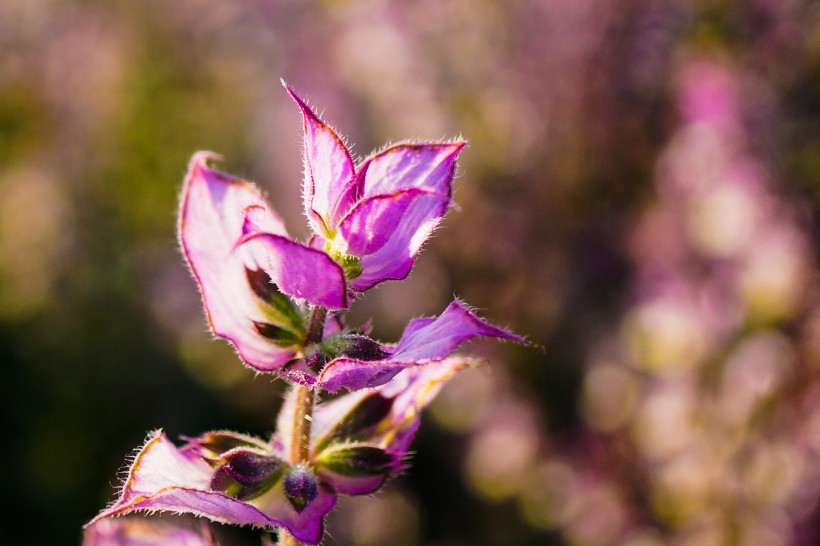 紫苏花图片(7张)