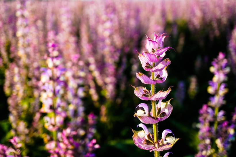 紫苏花图片(7张)