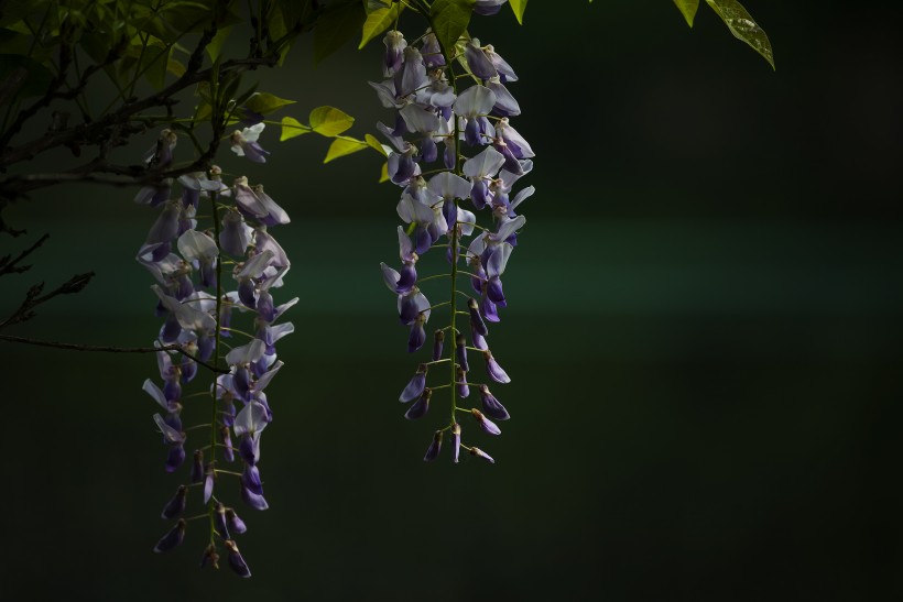 盛开的紫腾花微距图片(13张)
