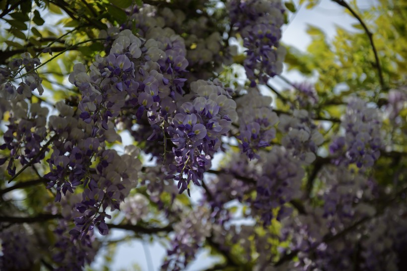 紫藤花卉图片(10张)