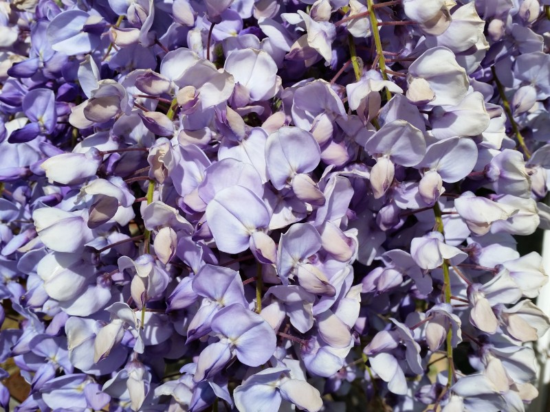 紫藤花图片(8张)