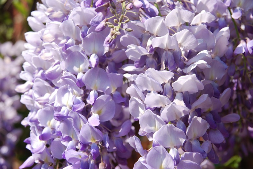 紫藤花图片(8张)