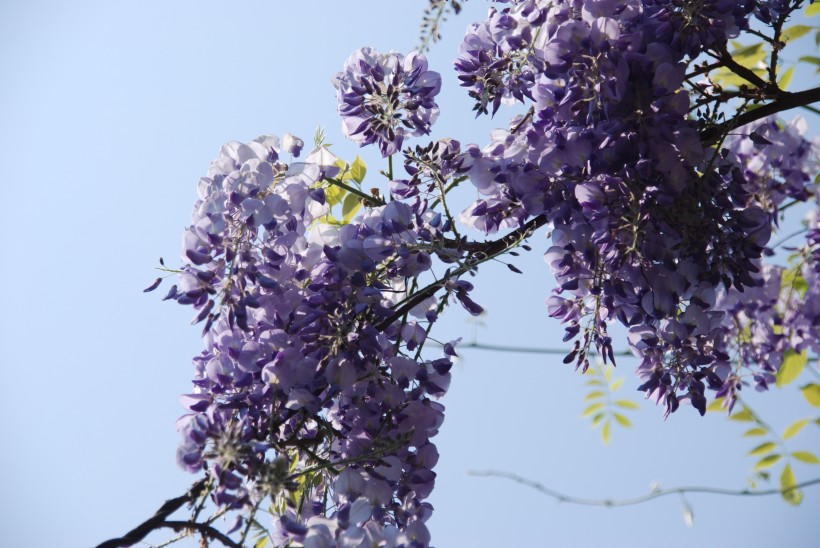 紫藤花高清图片(14张)